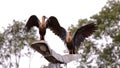 Buff necked Ibis Animals