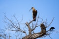 Buff-necked Ibis in Bare Tree with Crow