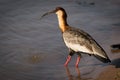 Buff-necked ibis drinking from river in sunshine