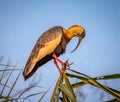 Buff-necked ibis perched on top branch in jungle