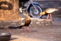 Buff necked Ibis