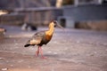 Buff necked Ibis