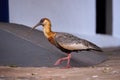 Buff necked Ibis
