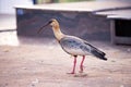 Buff necked Ibis