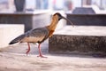 Buff necked Ibis