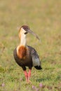 Buff necked Ibis standing in grassland