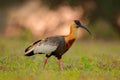 Buff-necked Ibis, Theristicus caudatus, exotic bird in the nature habitat, bird sitting in grass with beautiful evening sun light, Royalty Free Stock Photo