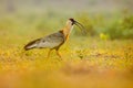 Buff-necked Ibis, Theristicus caudatus, exotic bird in the nature habitat, bird sitting in grass with beautiful evening sun light, Royalty Free Stock Photo