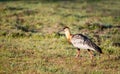 Buff-necked ibis walking on grass Royalty Free Stock Photo