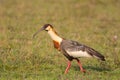 Buff necked Ibis walking in grassland