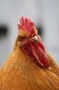 Buff Orpington Royalty Free Stock Photo