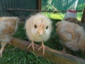 BUFF ORPINGTON CHICK - WHAT YOU LOOKING AT FACE ON CAMERA