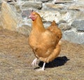 Buff Orpington Chicken doing a strut Royalty Free Stock Photo
