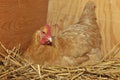 Buff Orpington chicken hen on nest. Royalty Free Stock Photo