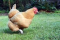 Buff Orpington Chicken Running Royalty Free Stock Photo