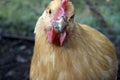 Buff Orpington Chicken Staring Straight Ahead Royalty Free Stock Photo