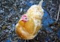 Buff orpington hen