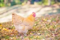 Buff orpington hen foraging in the fall leaves Royalty Free Stock Photo