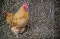 Buff Orpington rooster chicken