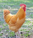 Buff Orpington rooster chicken Royalty Free Stock Photo