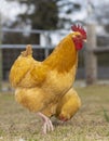 Gold Orpington rooster showing off for a hen