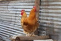 Buff orpington roosters