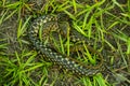 Buff striped keelback snake is typically nonaggressive snake Royalty Free Stock Photo