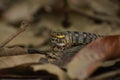 The buff striped keelback is a species of nonvenomous colubrid snake found across Asia. It is the sole species of genus Amphiesma. Royalty Free Stock Photo