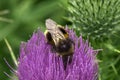 A Buff Tailed Bumble Bee - Bombus Terrestis - Collecting Pollen On A Thistle Flower head Royalty Free Stock Photo