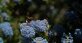 Buff-tailed Bumble Bee, Bombus Terrestris, which Purses a Ceanothe Flower, Legs loaded with Pollen, Pollination Act, Normandy