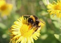 Buff-tailed bumble bee on common fleabane flower