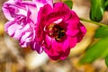 Buff-tailed Bumble Bee on a pink flower. Auckland Botanical Gardens Auckland New Zealand