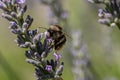 Buff-tailed bumblebee, bombus terrestris, collecting nectar pollen from flowering lavender plants Royalty Free Stock Photo