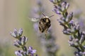 Buff-tailed bumblebee, bombus terrestris, collecting nectar pollen from flowering lavender plants Royalty Free Stock Photo