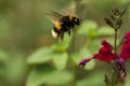 Buff-tailed Bumblebee Bombus terrestris in flight