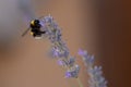 Buff-tailed Bumblebee Bombus terrestris in flight, above lavanders on a bright sunny day