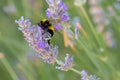 Buff-tailed Bumblebee Bombus terrestris in flight, above lavanders on a bright sunny day