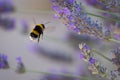 Buff-tailed Bumblebee Bombus terrestris in flight, above lavanders on a bright sunny day