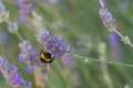 Buff-tailed Bumblebee Bombus terrestris in flight, above lavanders on a bright sunny day