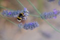 Buff-tailed Bumblebee Bombus terrestris in flight, above lavanders on a bright sunny day