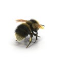 Buff-tailed bumblebee, Bombus terrestris, isolated on white. 3D illustration Royalty Free Stock Photo