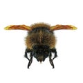 Buff-tailed bumblebee, Bombus terrestris, isolated on white. 3D illustration Royalty Free Stock Photo