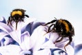 Buff-tailed Bumblebee, Bumblebee, Bombus terrestris Royalty Free Stock Photo