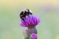 Buff-tailed Bumblebee (Bombus terrestris) is a pollinator of natural ecosystems on a thistle flower.