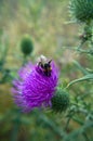 Buff-tailed bumblebee on spear thistle flower Royalty Free Stock Photo