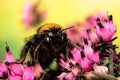Buff-tailed Bumblebee, Bumblebee, Bombus terrestris Royalty Free Stock Photo