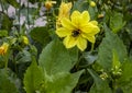 Bumblebee feeding on yellow dahlia
