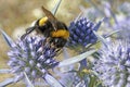 buff-tailed bumblebee feeds on a flower of amethyst eryngo