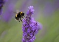 Buff-tailed bumblebee Royalty Free Stock Photo