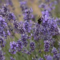 A Buff-Tailed Bumblebee on Lavender